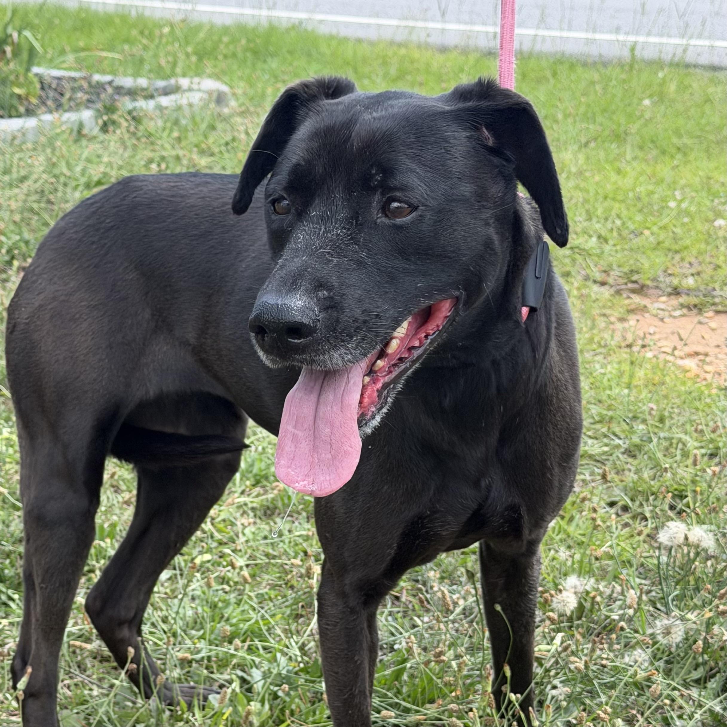 Enlarge Lula, a ADOPTABLE mixed breed in Columbia, SC image 1/4