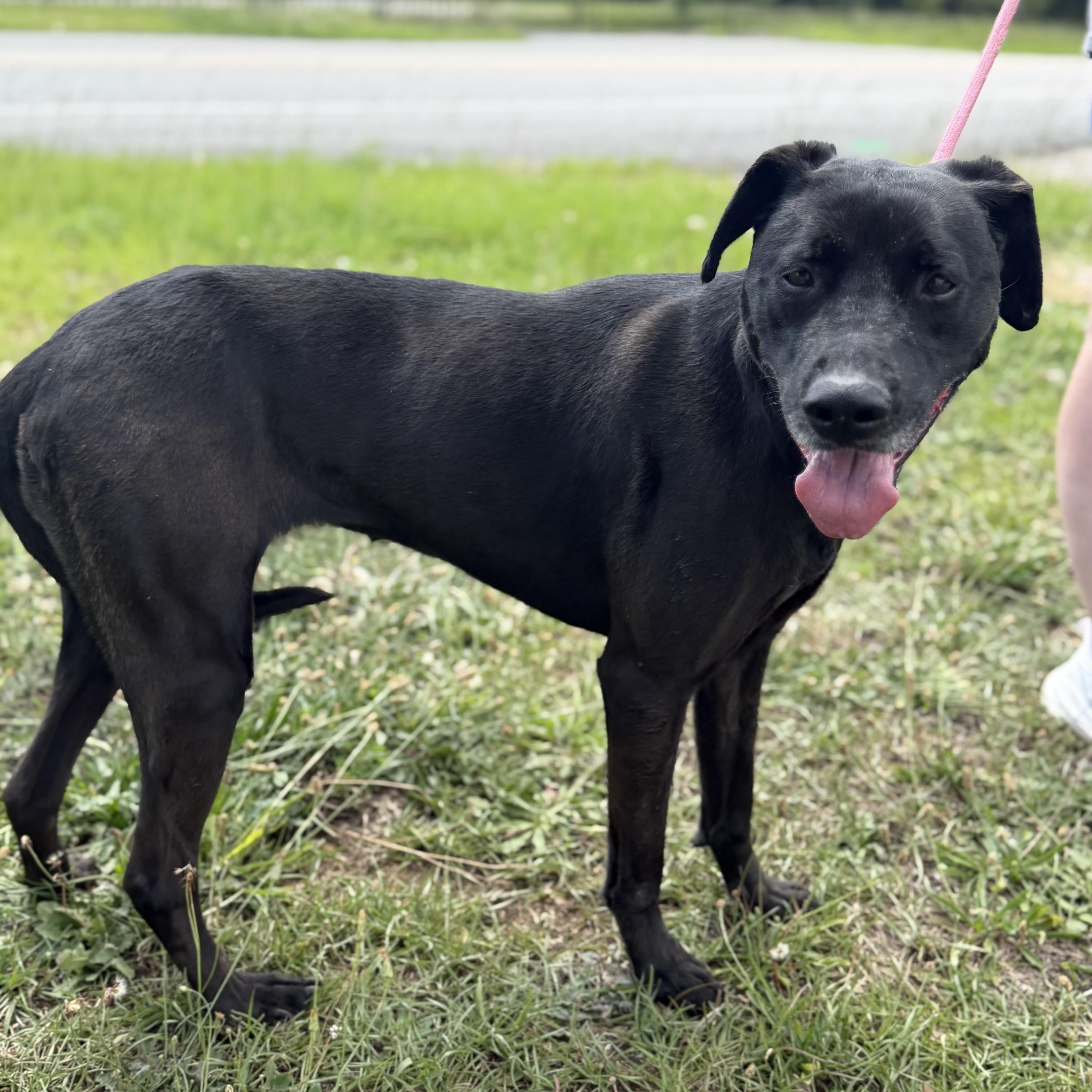 Enlarge Lula, a ADOPTABLE mixed breed in Columbia, SC image 3/4