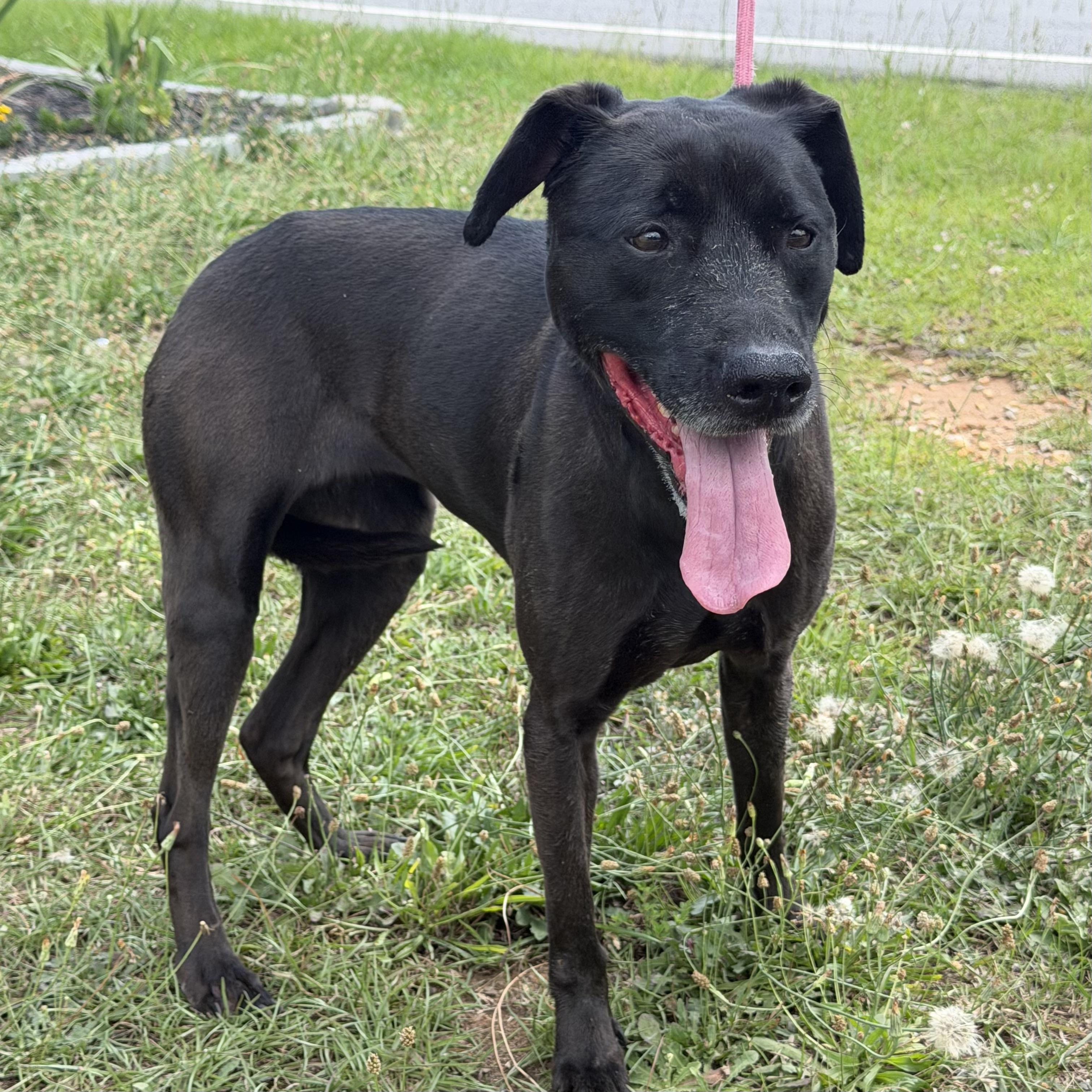 Enlarge Lula, a ADOPTABLE mixed breed in Columbia, SC image 2/4