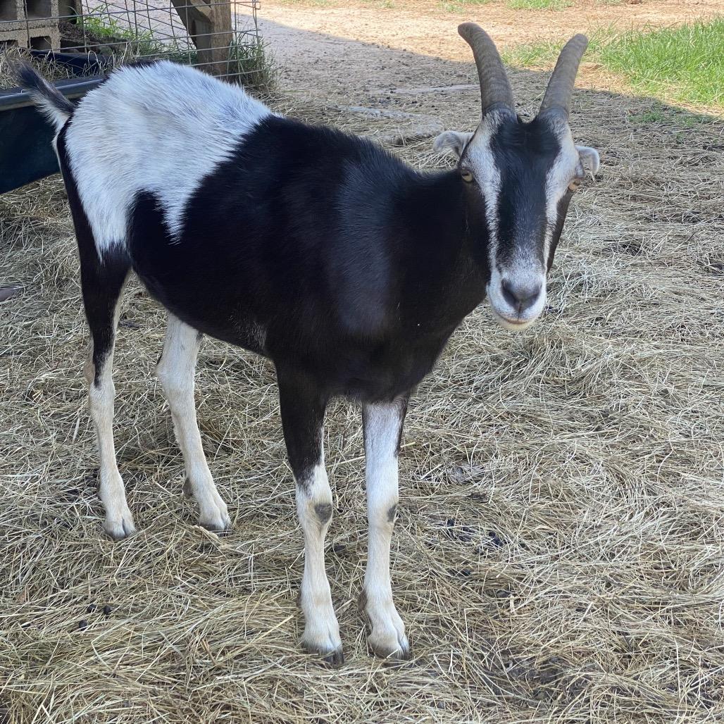 Abe, Adult Female unknown