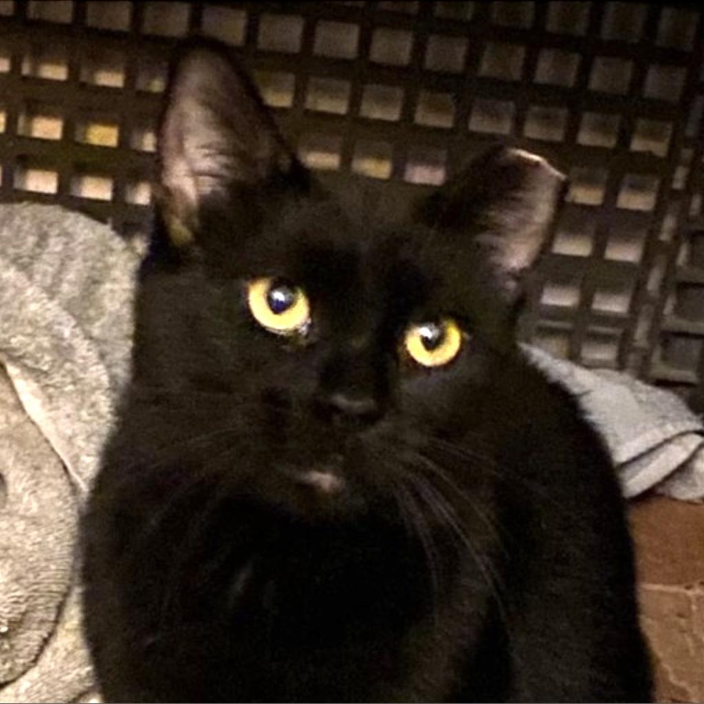 Enlarge Ladybug Wallace (friends w/Honeybee), a Adoptable Domestic Short Hair in Merrifield, VA image 1/3