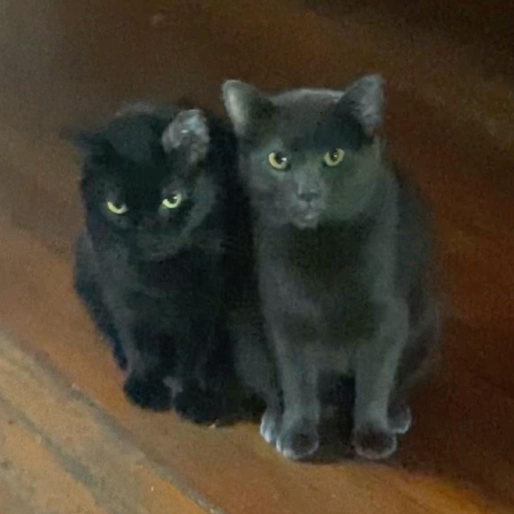 Enlarge Ladybug Wallace (friends w/Honeybee), a Adoptable Domestic Short Hair in Merrifield, VA image 2/3