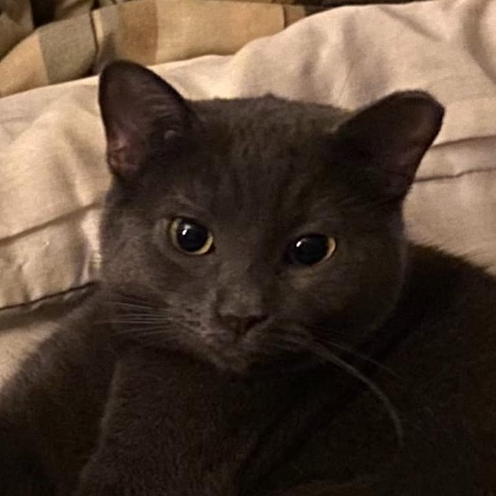 Enlarge Ladybug Wallace (friends w/Honeybee), a Adoptable Domestic Short Hair in Merrifield, VA image 3/3