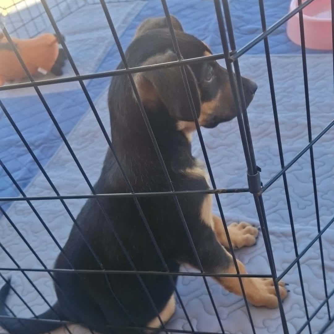Bluey, Adoptable, Puppy Female German Shepherd Dog & Australian Cattle Dog / Blue Heeler.