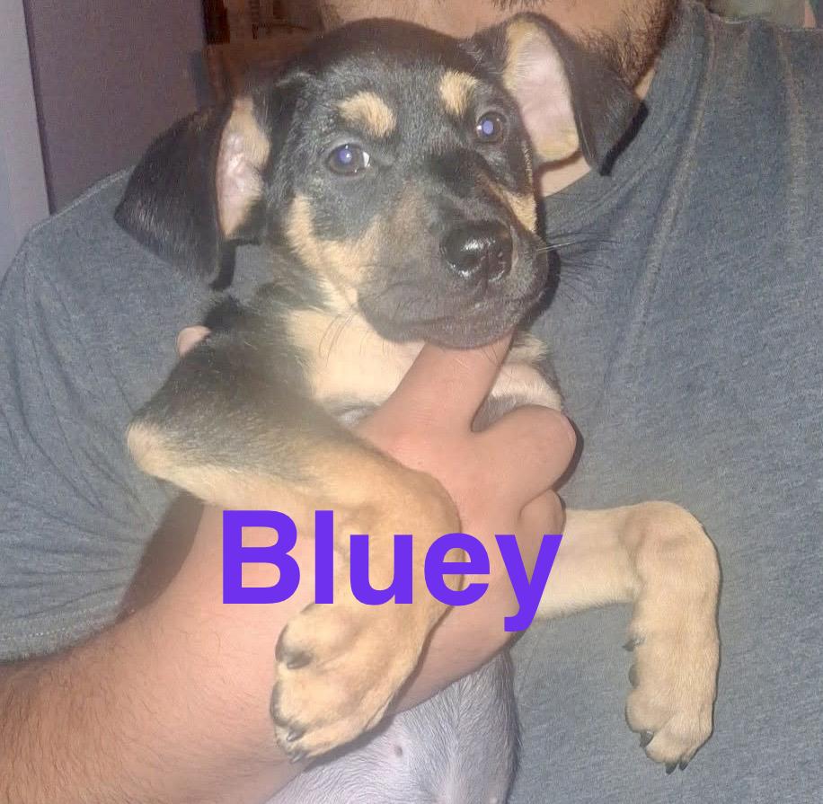 Enlarge Bluey, a Adoptable mixed breed in Sierra Vista, AZ image 4/4