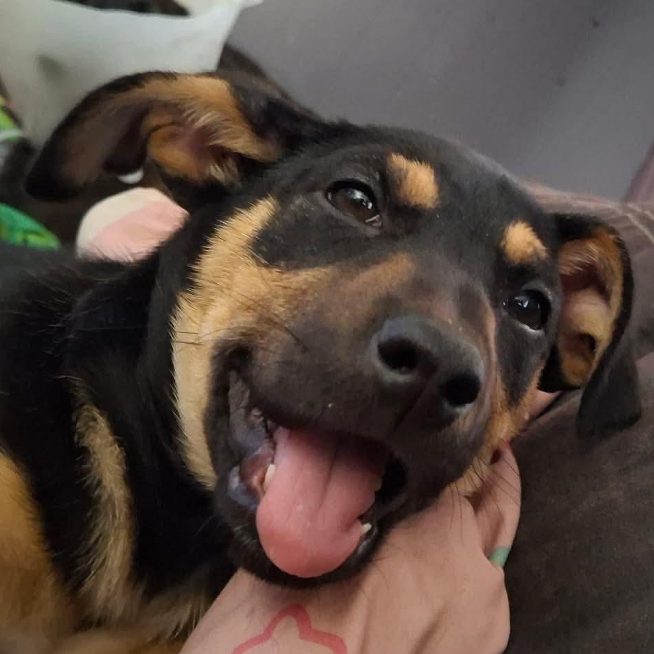 Enlarge Bluey, a Adoptable mixed breed in Sierra Vista, AZ image 2/4