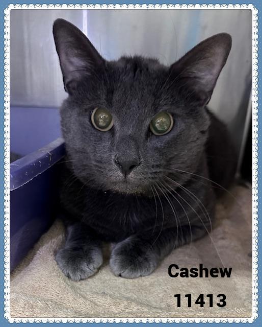 CASHEW