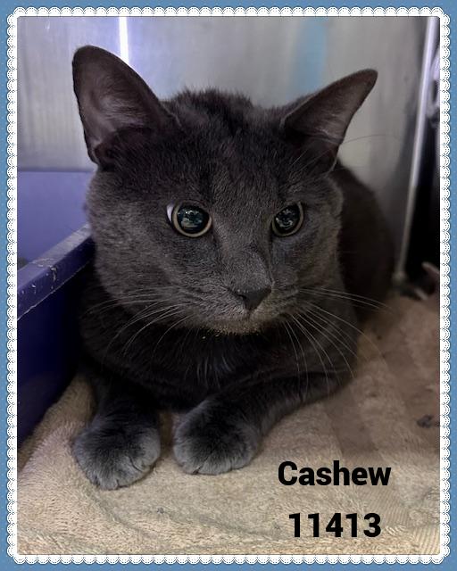 CASHEW