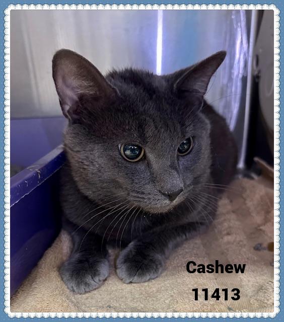 CASHEW