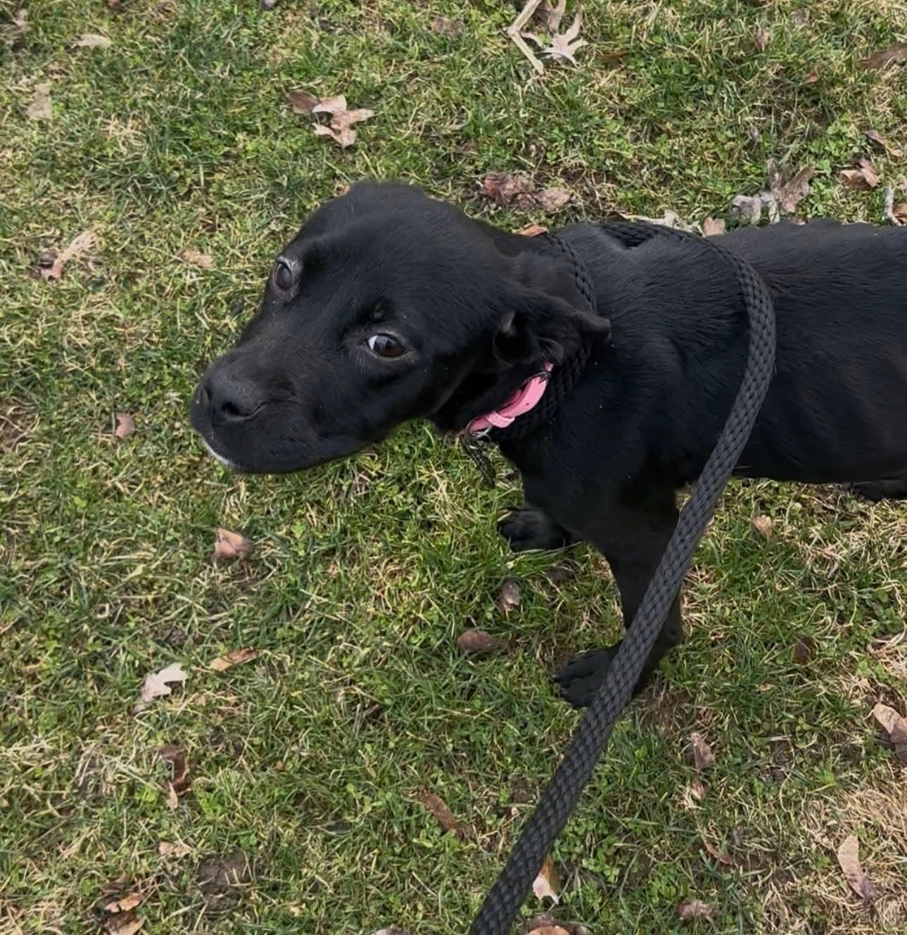 Willow, ADOPTABLE, Puppy Female Terrier.