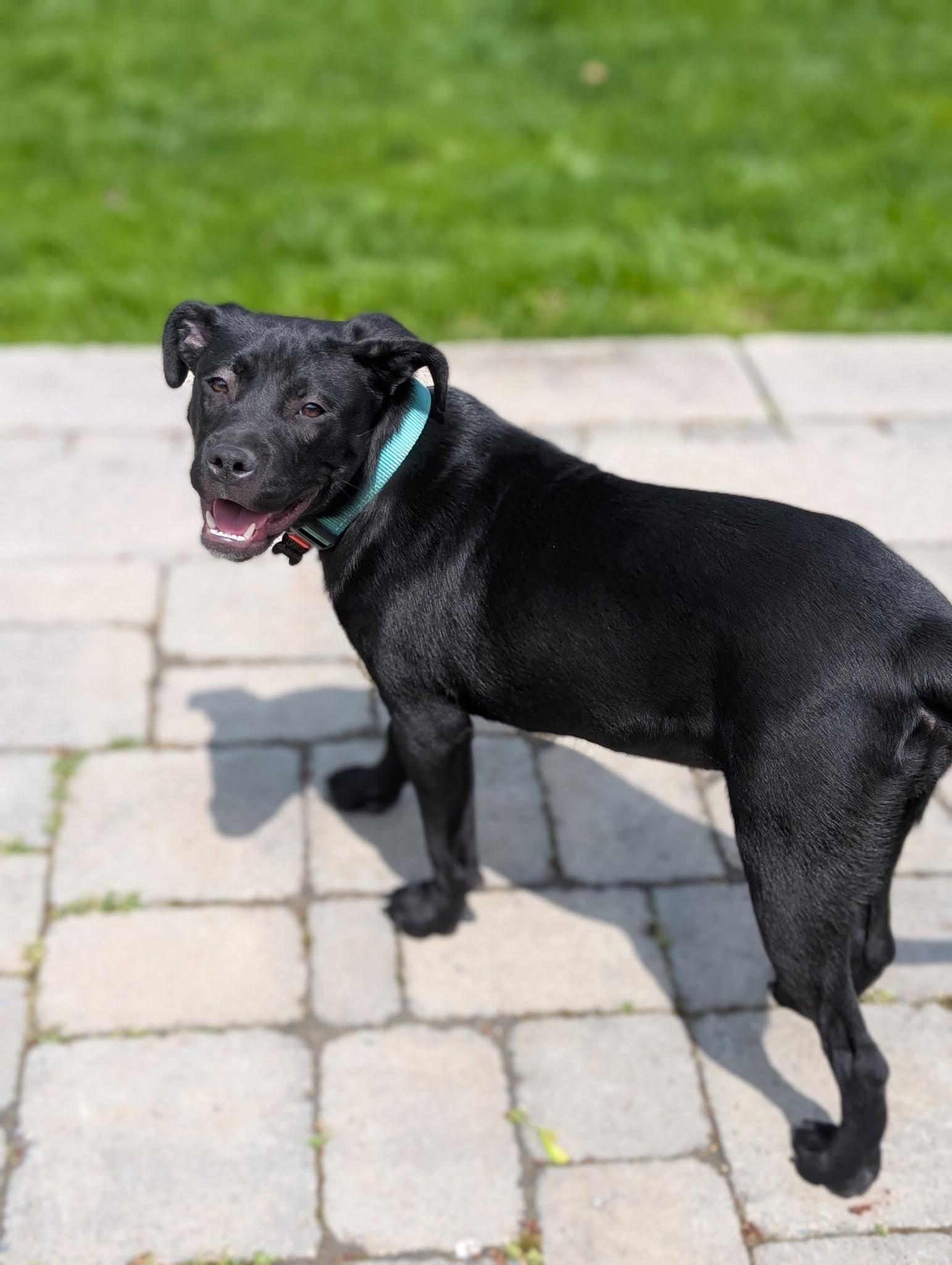 Stormy, an adopted mixed breed in Macomb, MI image 2/4
