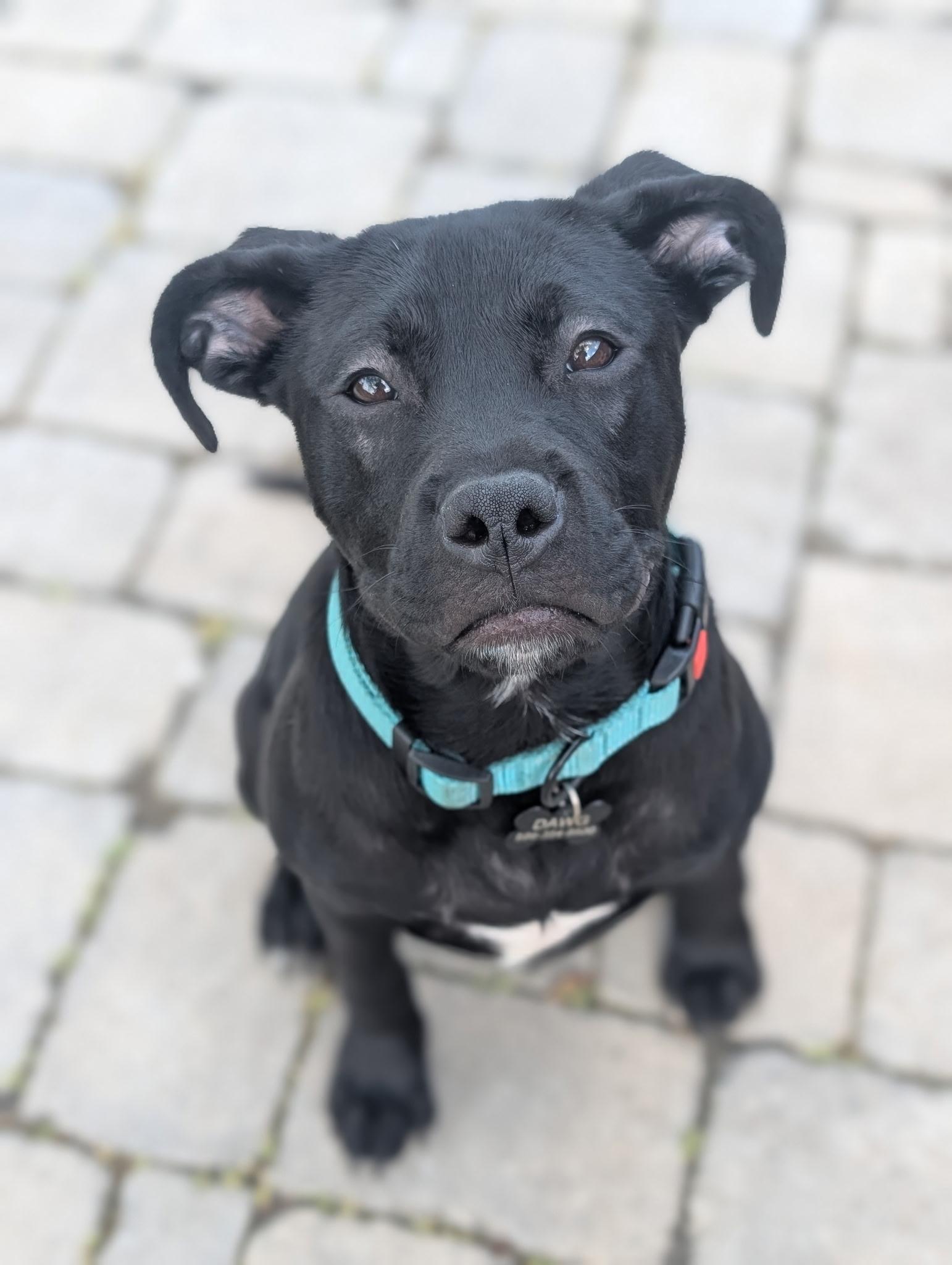 Stormy, adopted, Puppy Female Terrier.