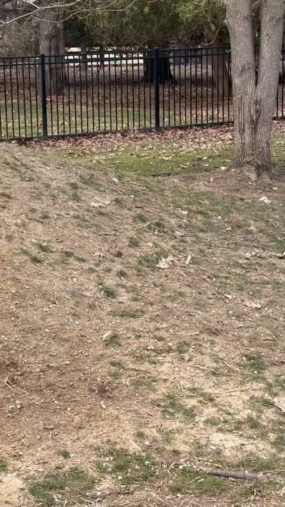 Enlarge Willow, a ADOPTABLE mixed breed in Macomb, MI video 1/2