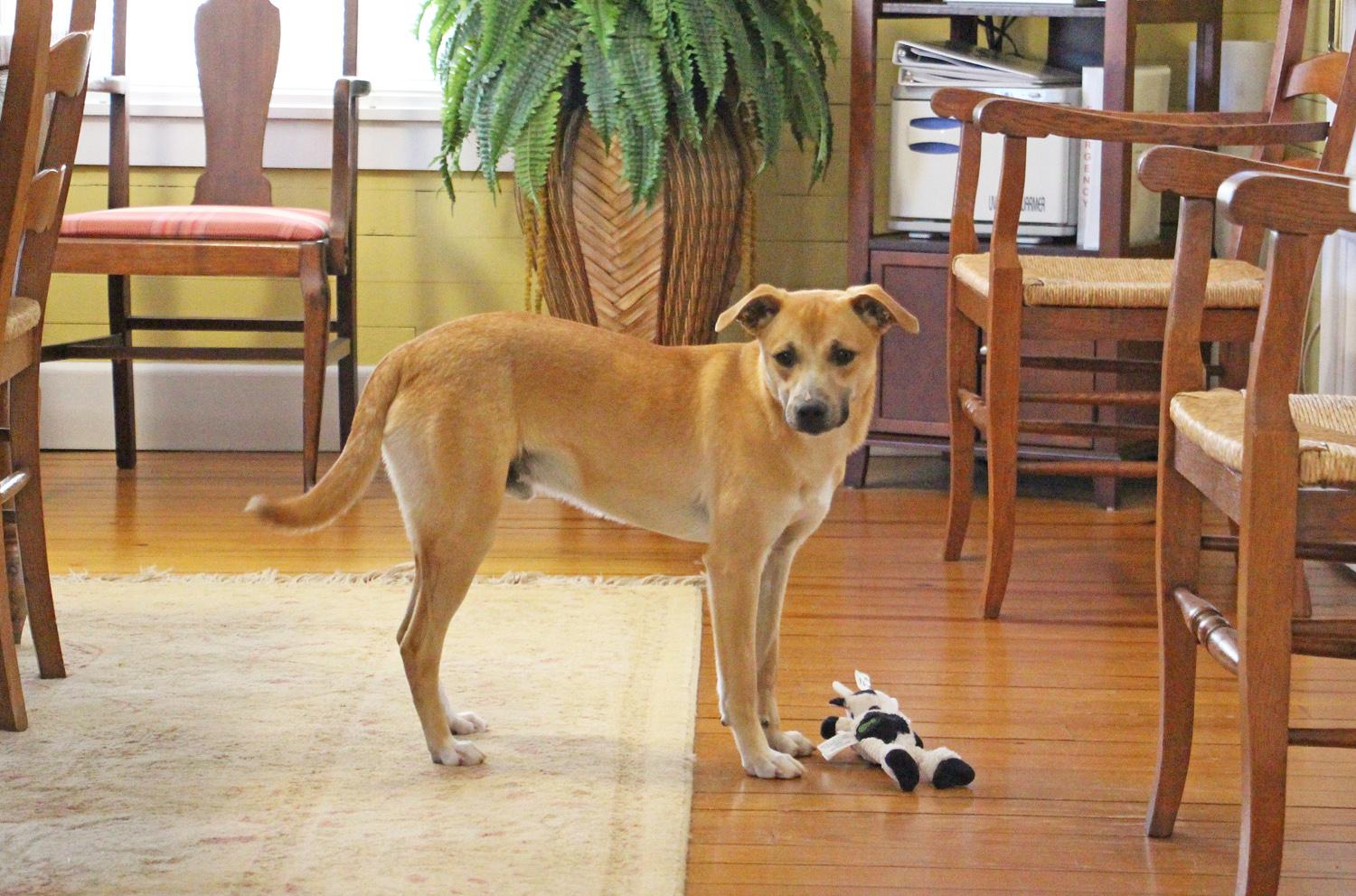 Davey, a Adoptable mixed breed in Savannah, TN image 1/3