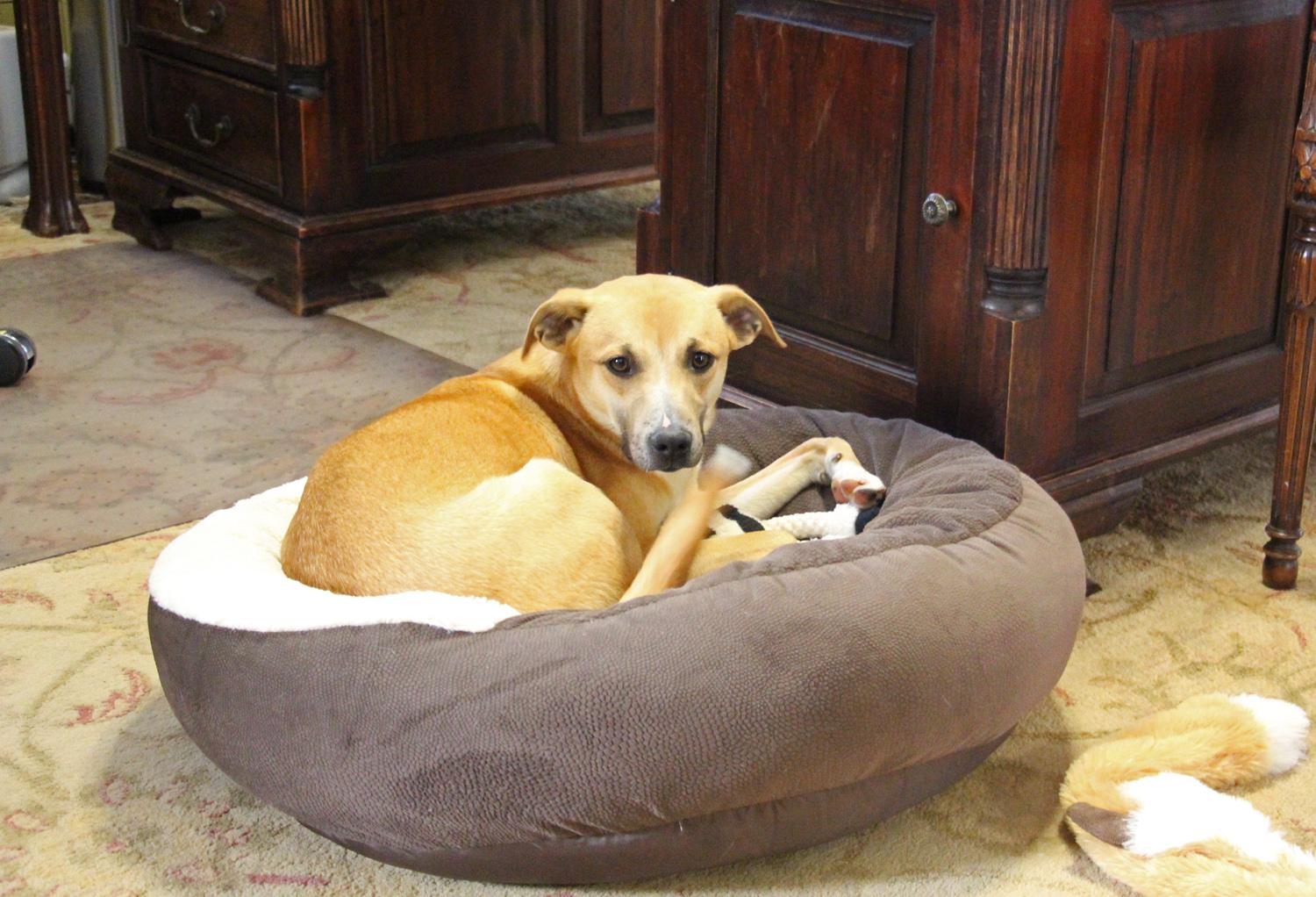 Davey, a Adoptable mixed breed in Savannah, TN image 2/3