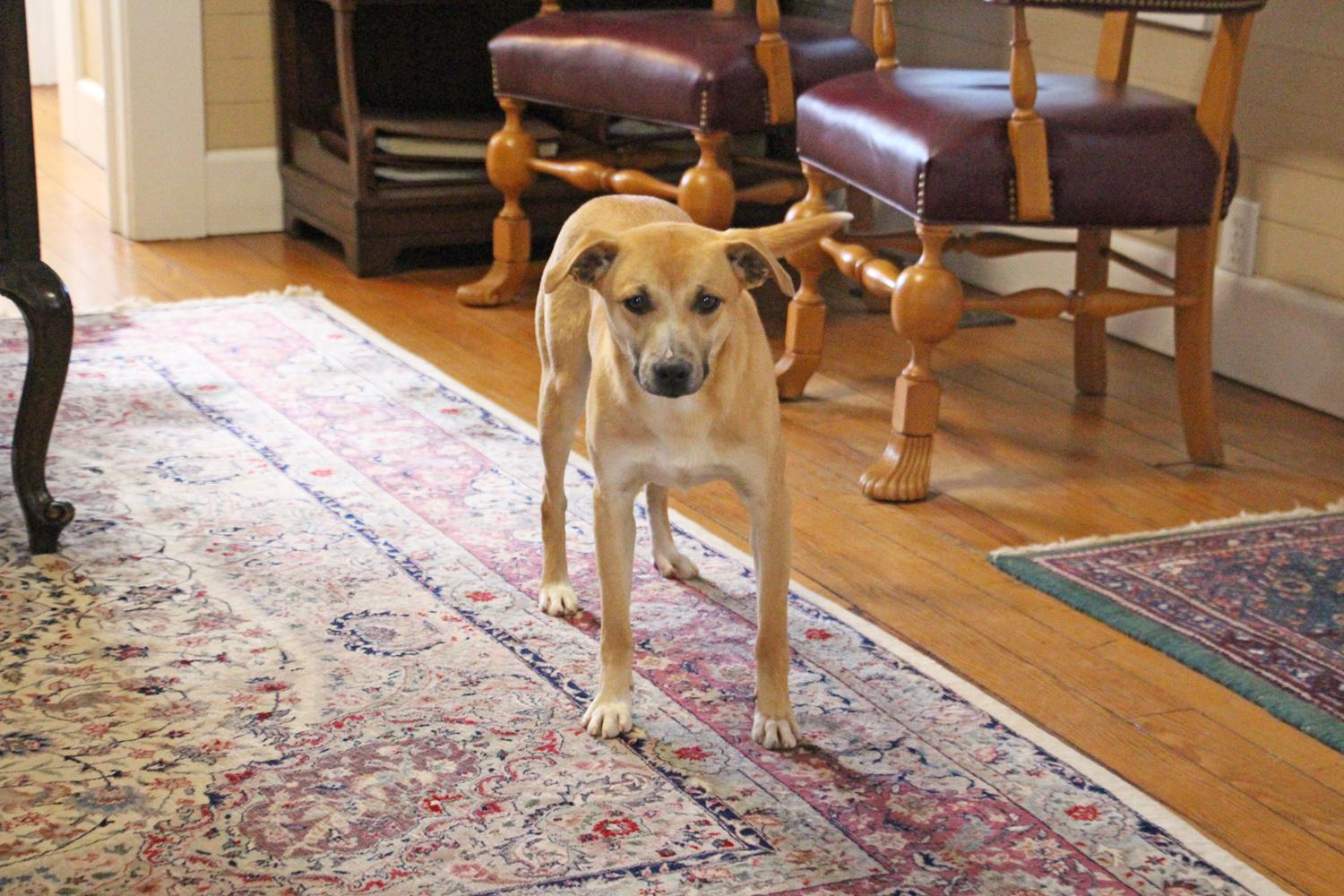 Davey, a Adoptable mixed breed in Savannah, TN image 3/3