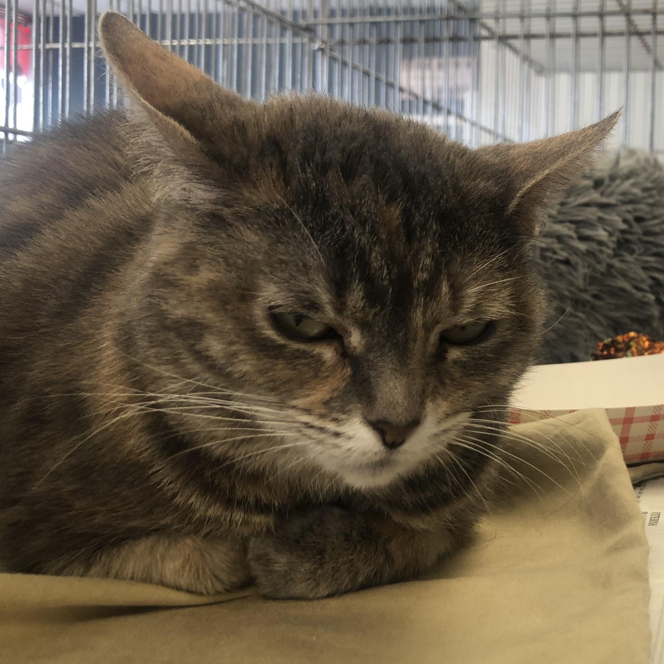 Garnet, adopted, Young Female Domestic Short Hair.