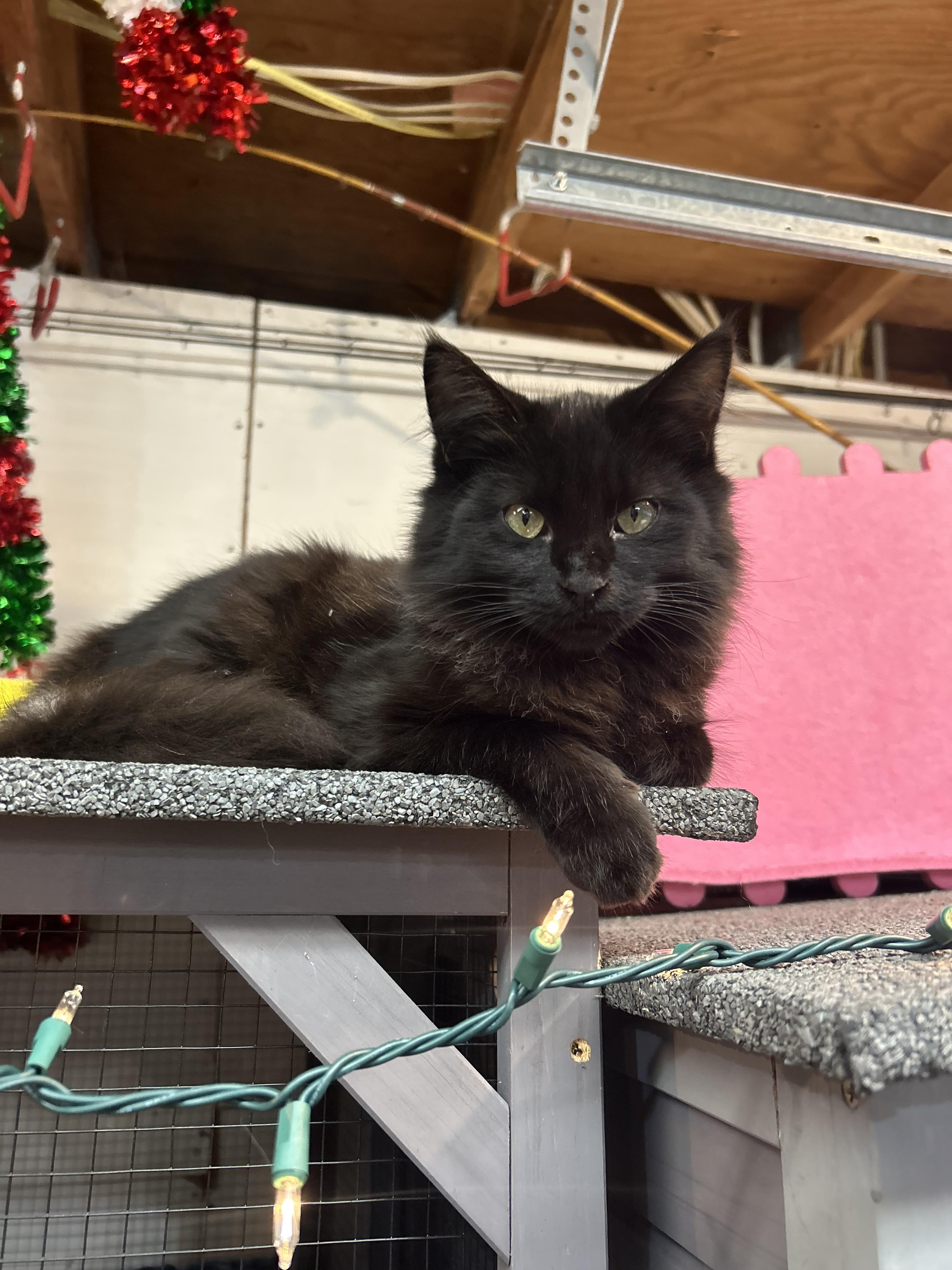 Harper, Adoptable, Young Female Domestic Long Hair.