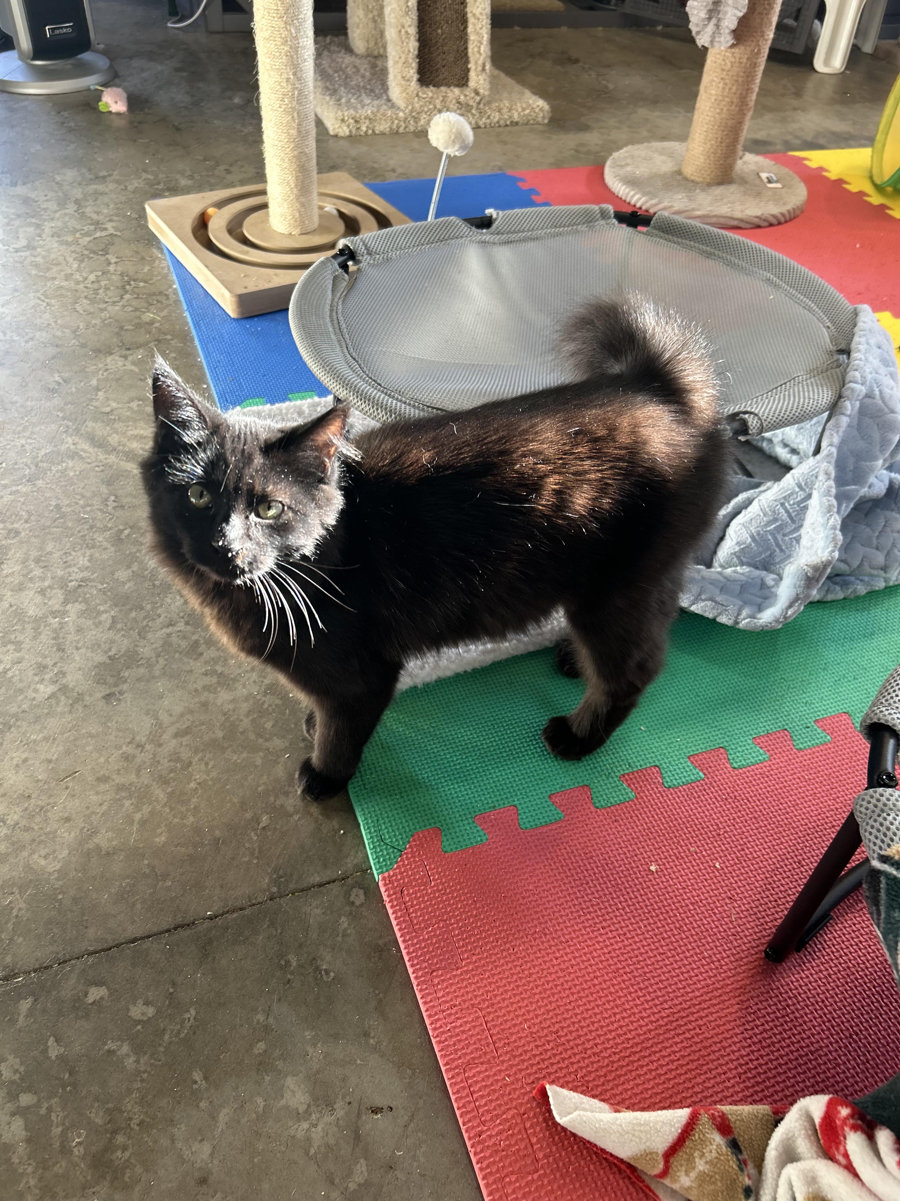 Enlarge Harper, a Adoptable Domestic Long Hair in Tillamook, OR image 2/6