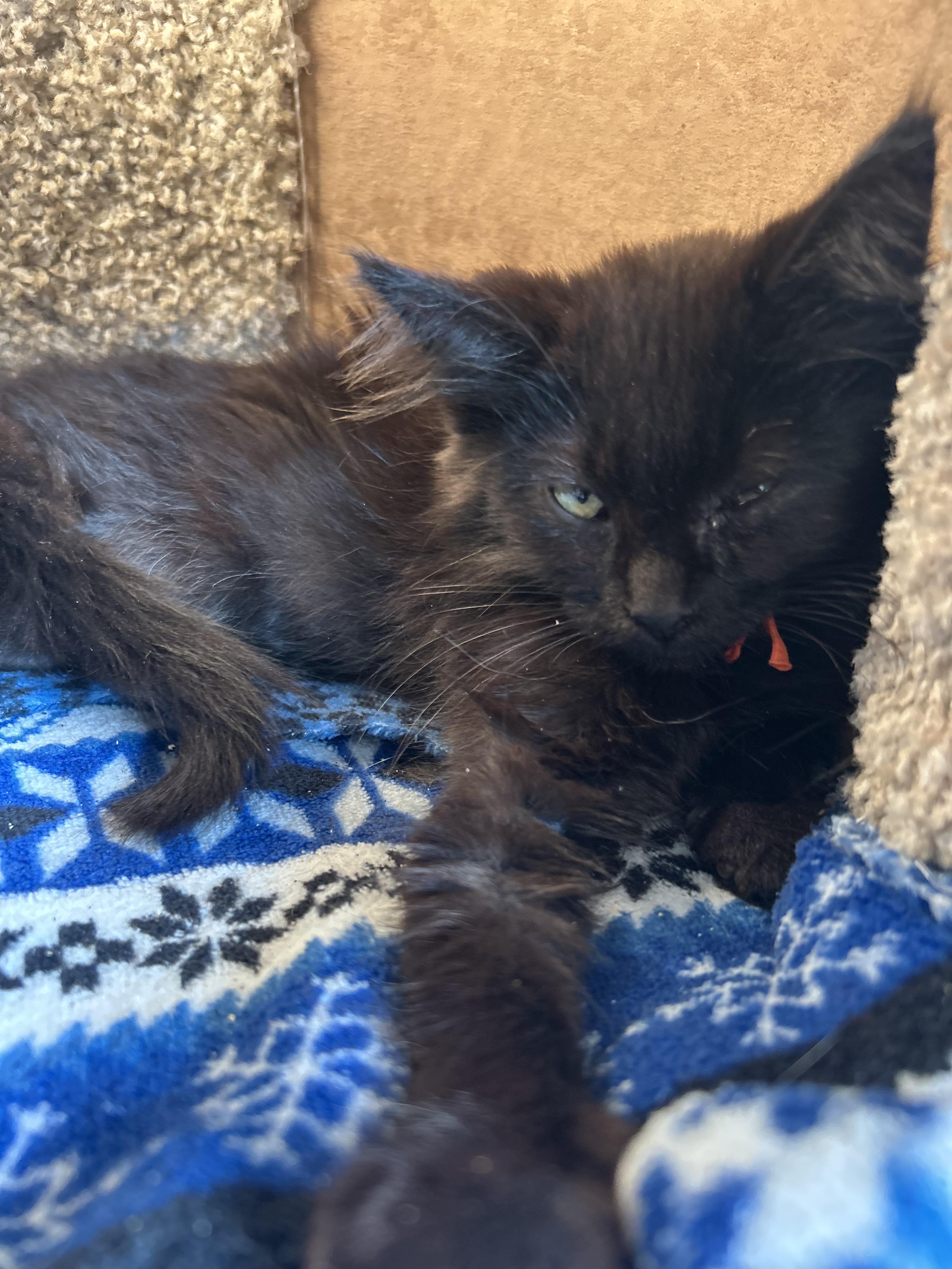 Enlarge Harper, a Adoptable Domestic Long Hair in Tillamook, OR image 3/6