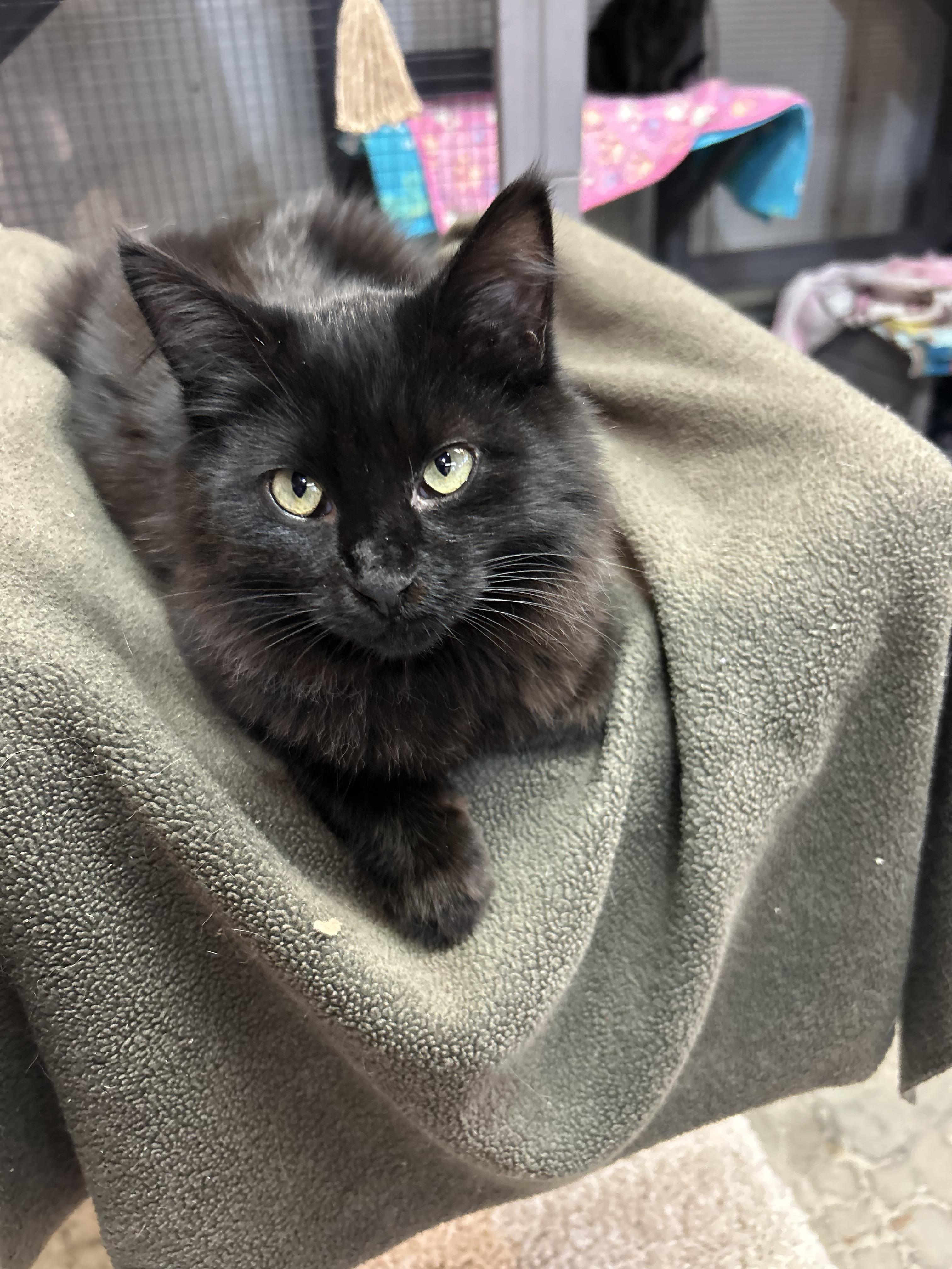 Enlarge Harper, a Adoptable Domestic Long Hair in Tillamook, OR image 4/6