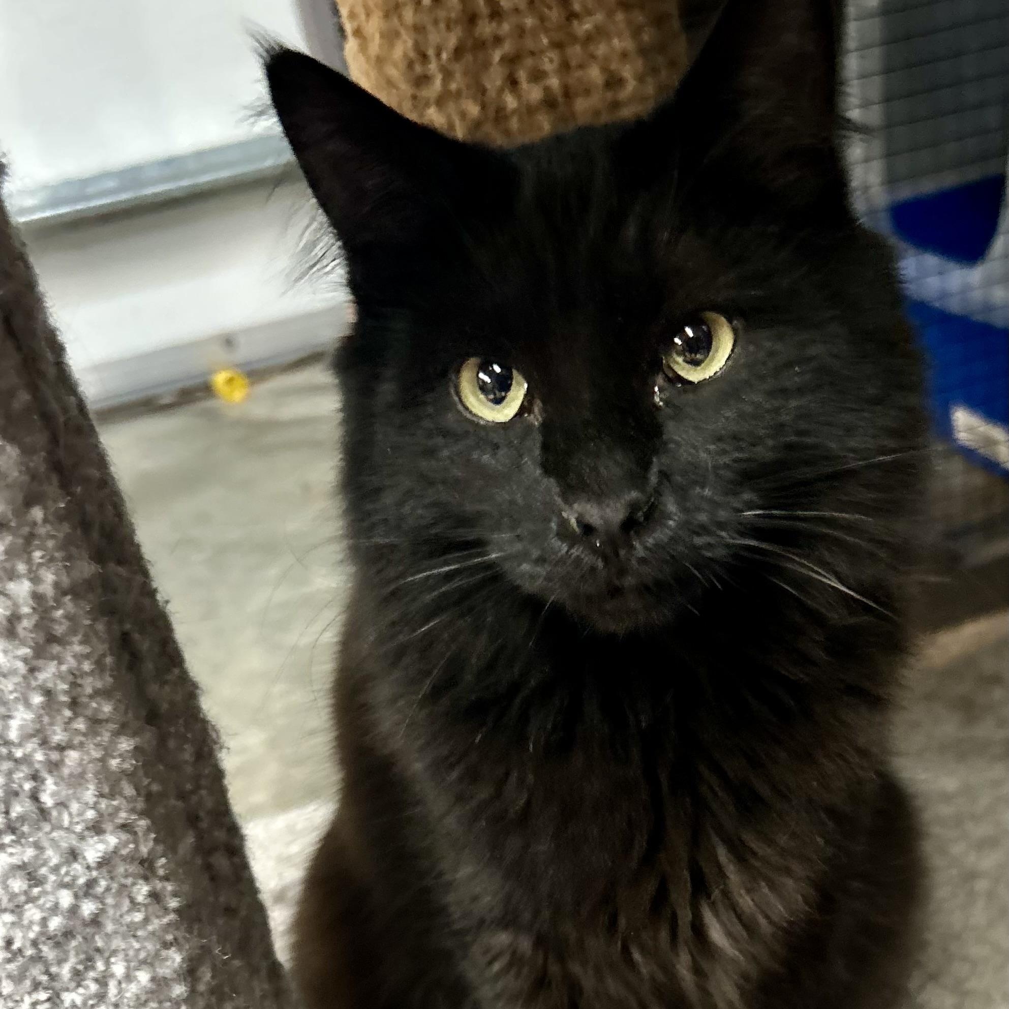 Enlarge Harper, a Adoptable Domestic Long Hair in Tillamook, OR image 1/6