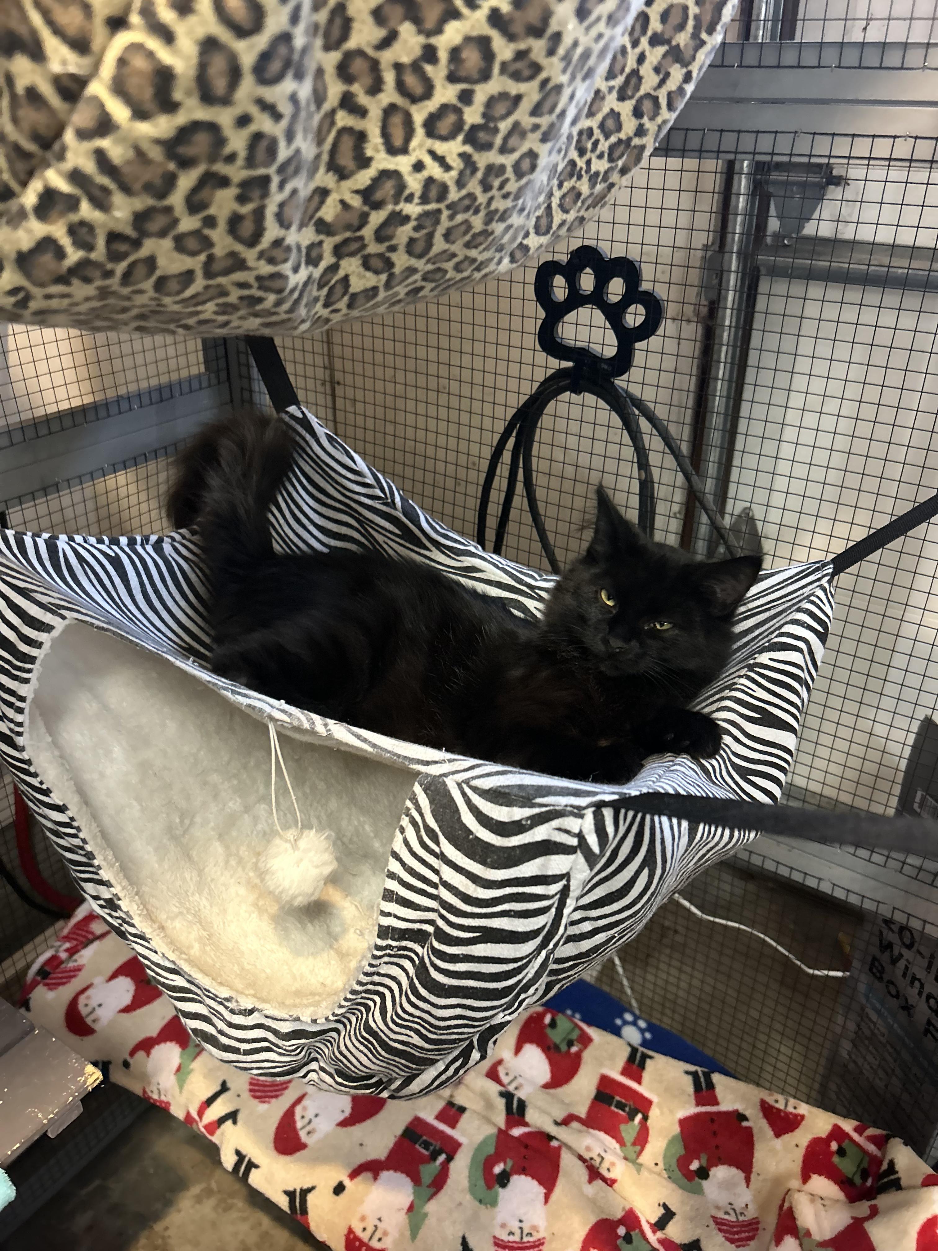 Enlarge Harper, a Adoptable Domestic Long Hair in Tillamook, OR image 5/6