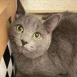 Saïd (bonded with Malika), a ADOPTABLE Domestic Short Hair in Scarborough, ON image 4/6