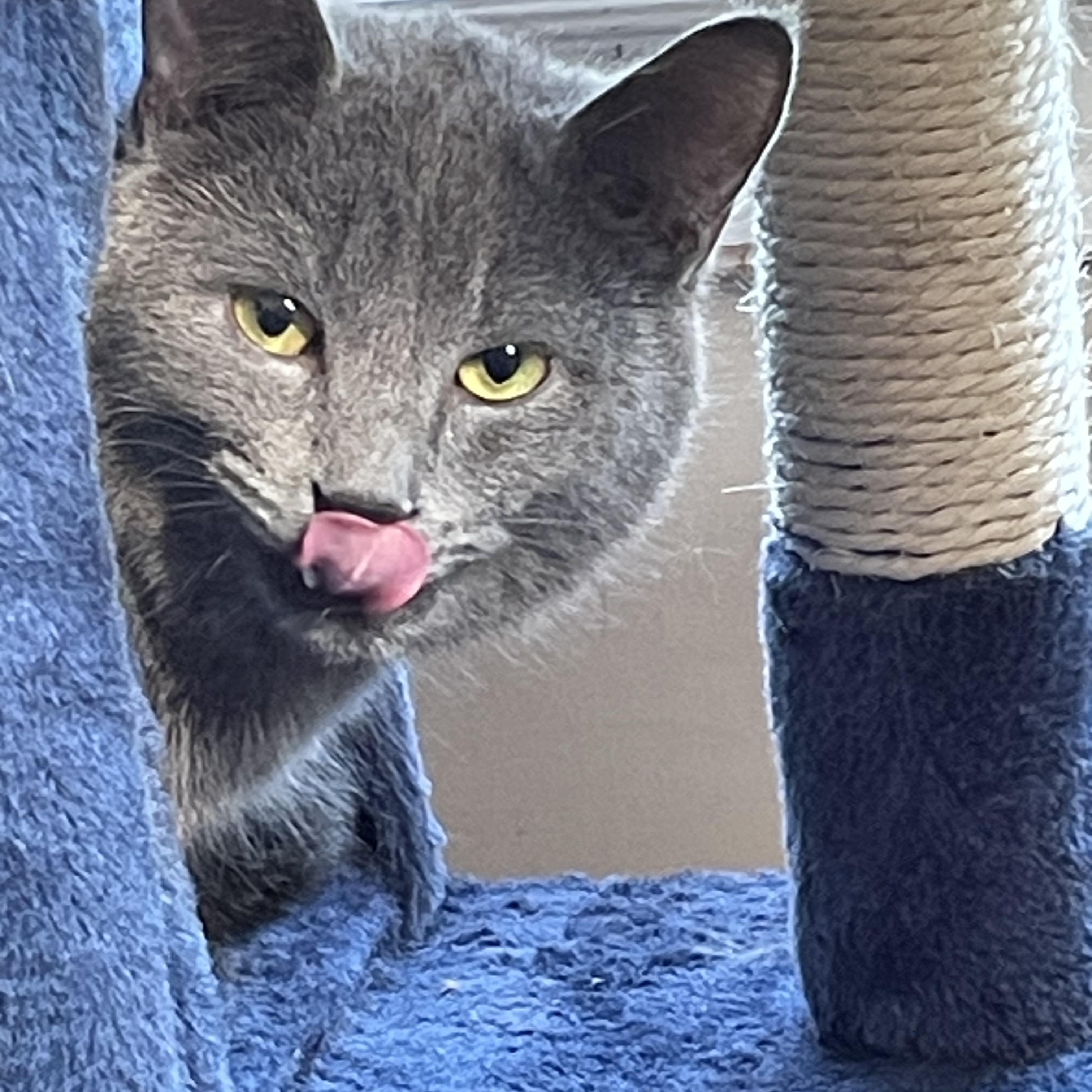 Saïd (bonded with Malika), ADOPTABLE, Young Male Domestic Short Hair.