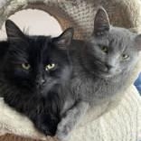 Saïd (bonded with Malika), a ADOPTABLE Domestic Short Hair in Scarborough, ON image 3/6