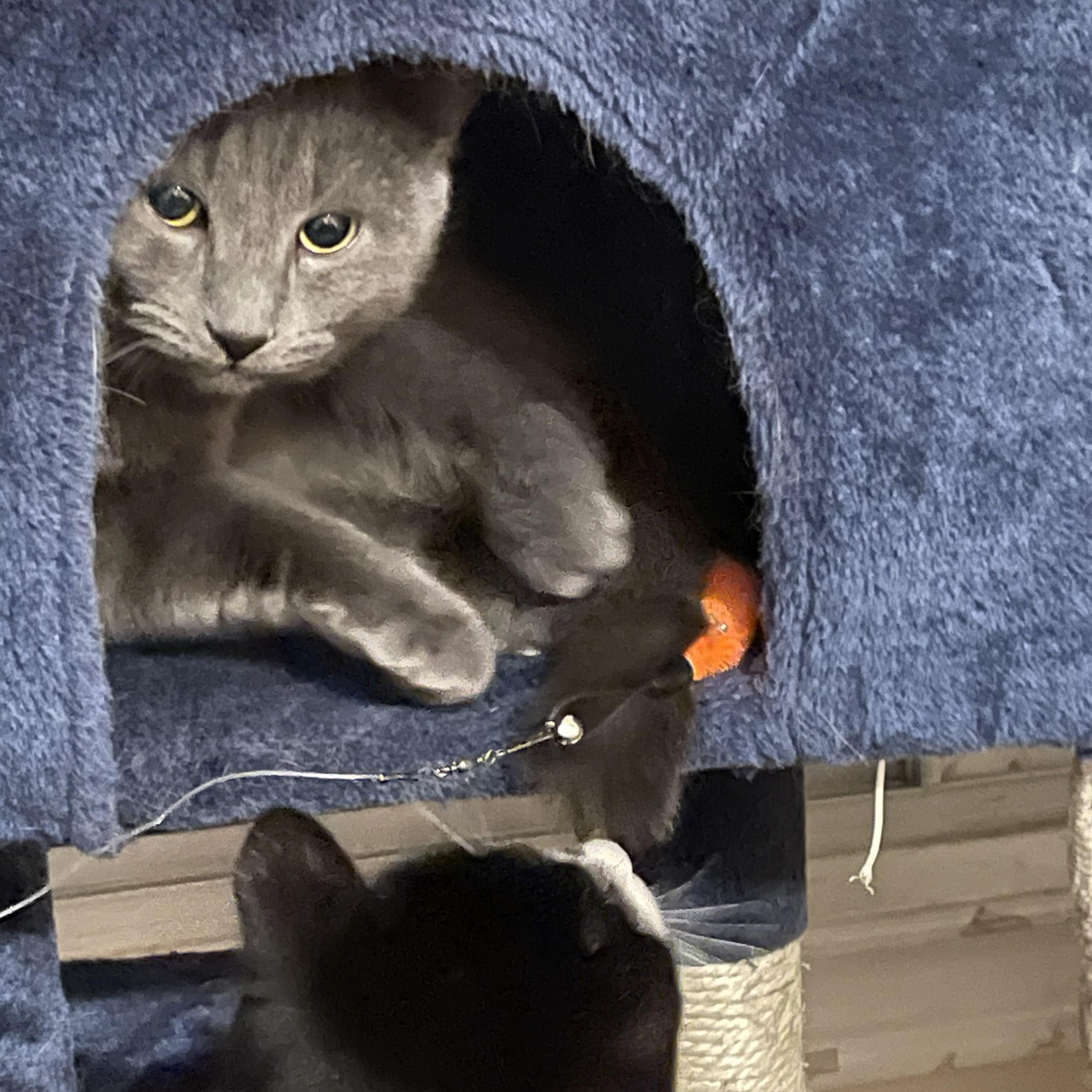 Saïd (bonded with Malika), a ADOPTABLE Domestic Short Hair in Scarborough, ON image 2/6