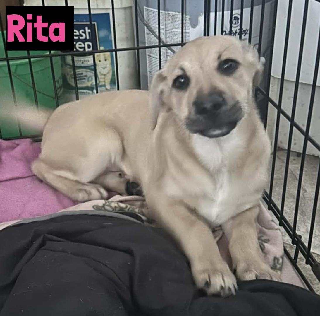 Enlarge Rita , a ADOPTABLE mixed breed in Grand Rapids, MI image 1/1