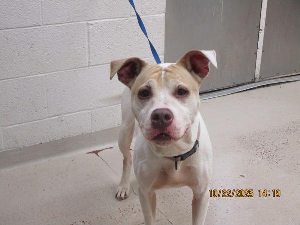 Joy (851), a Adoptable mixed breed in Marietta, GA image 1/2