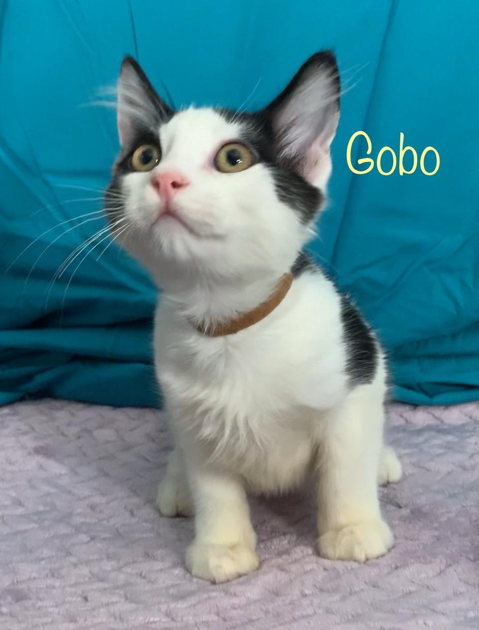 Gobo, ADOPTABLE, Kitten Male Tuxedo.