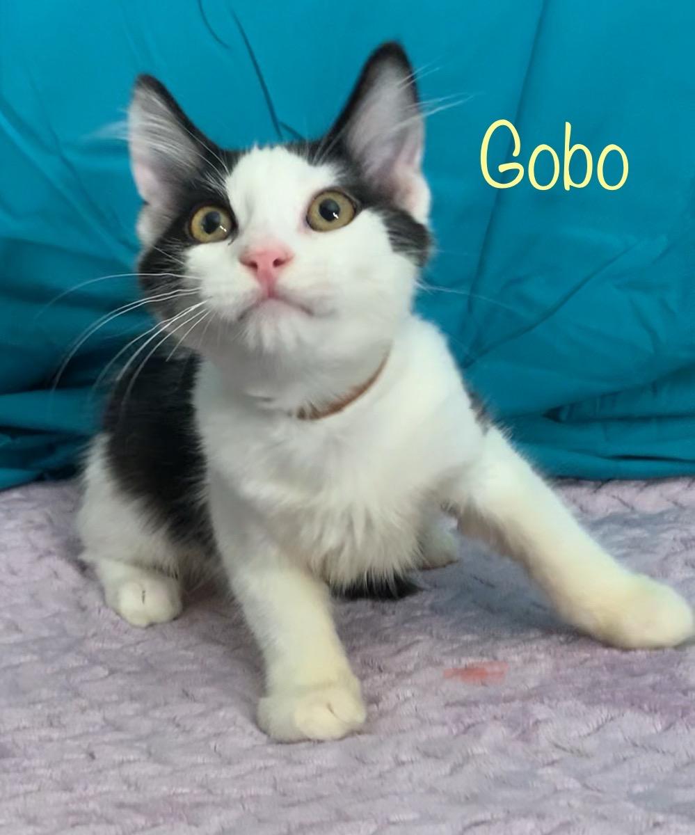 Gobo, a ADOPTABLE Tuxedo in Dixon, CA image 2/2
