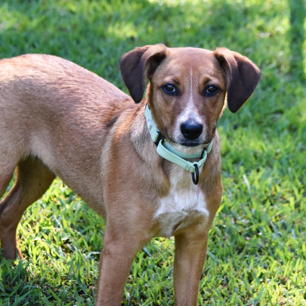 Enlarge Rosemary, a Adoptable mixed breed in Columbus, NC image 1/6