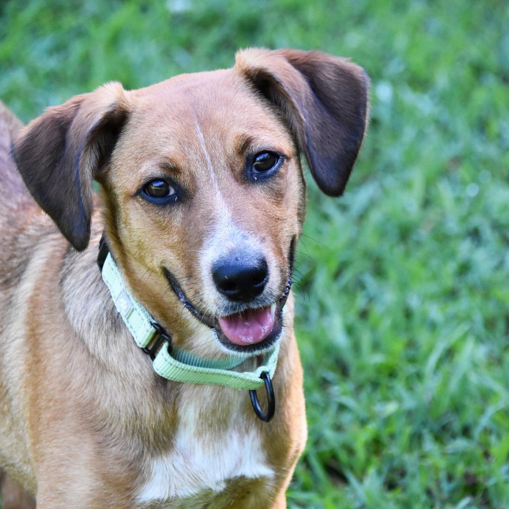 Enlarge Rosemary, a Adoptable mixed breed in Columbus, NC image 2/6