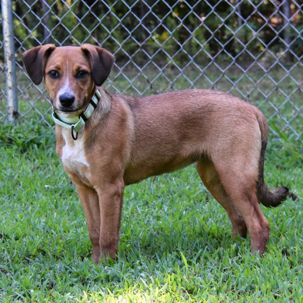 Enlarge Rosemary, a Adoptable mixed breed in Columbus, NC image 4/6