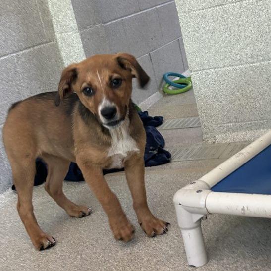 Enlarge Rosemary, a Adoptable mixed breed in Columbus, NC image 6/6