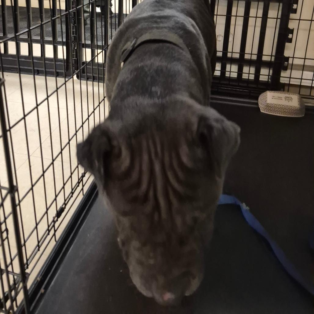 Kimbo, Adoptable, Adult Male Pit Bull Terrier.