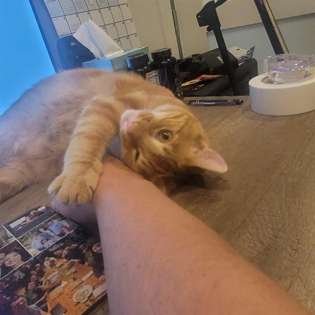 RAMEN, Adoptable, Young Male Domestic Short Hair.