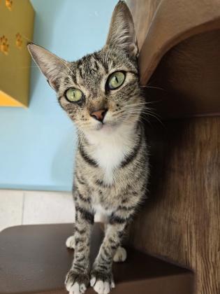 Sarina, Adoptable, Adult Female Domestic Short Hair & Domestic Short Hair.