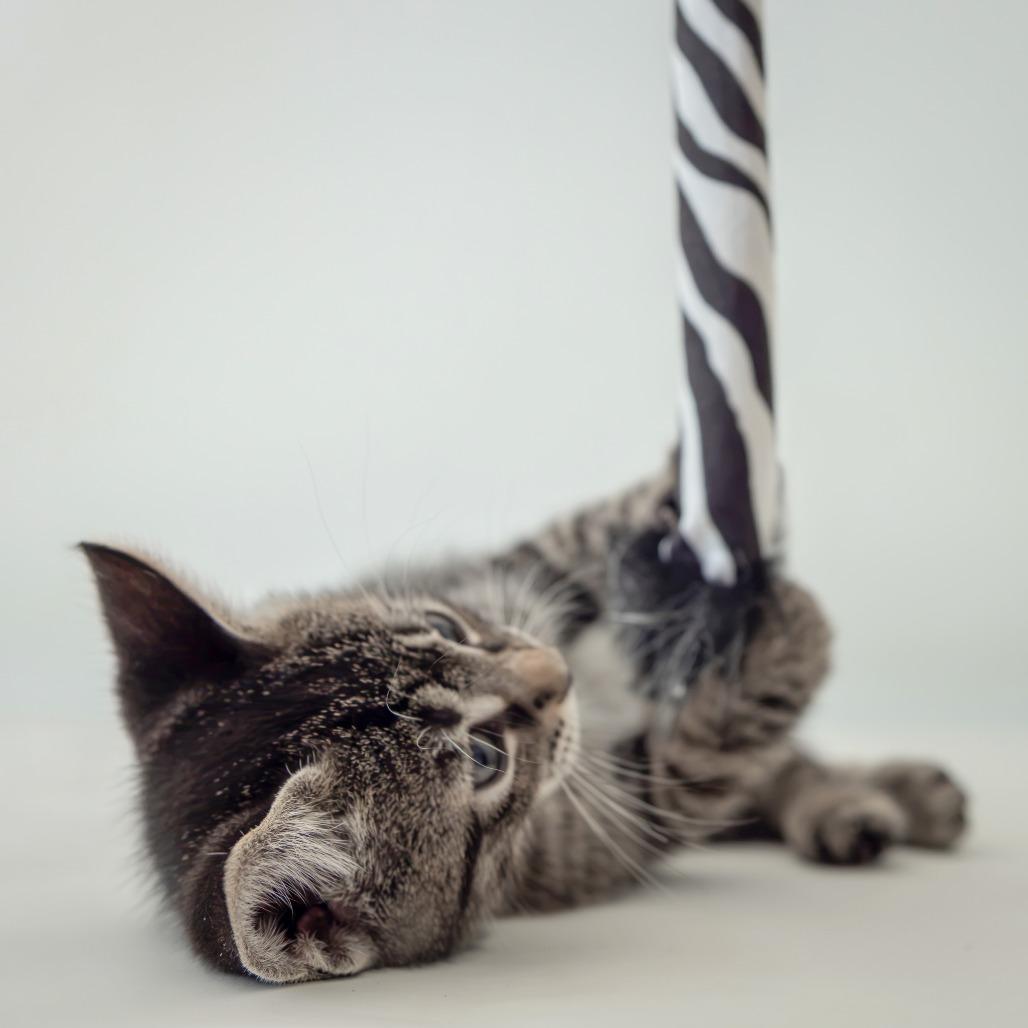 Elvis, Adoptable, Kitten Male Domestic Short Hair.