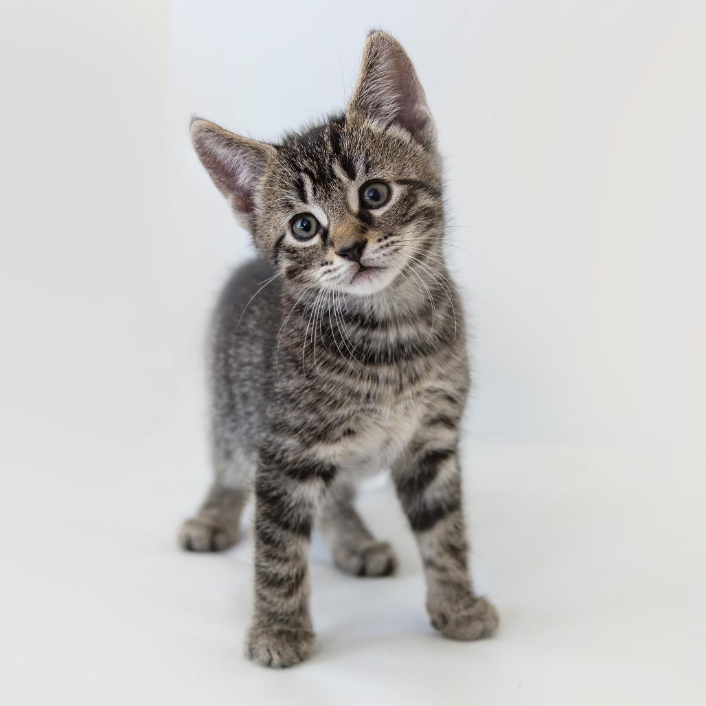 Enlarge Elvis, a Adoptable Domestic Short Hair in Glenfield, NY image 2/3