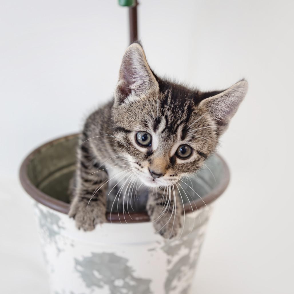 Enlarge Elvis, a Adoptable Domestic Short Hair in Glenfield, NY image 3/3
