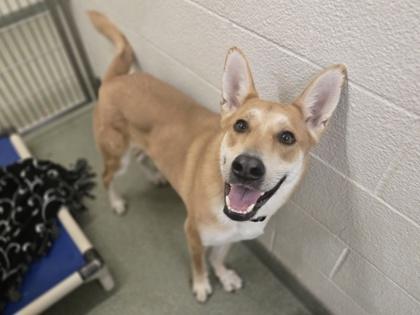 Halo, Adoptable, Adult Male Fox Terrier & German Shepherd Dog.