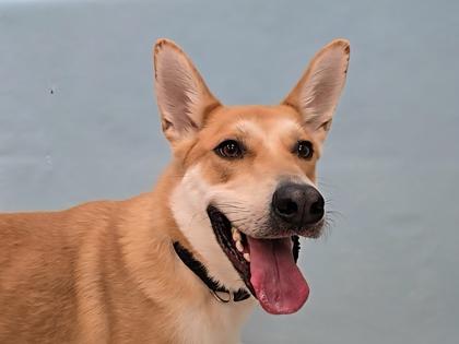 Halo, a Adoptable mixed breed in Coon Rapids, MN image 2/2