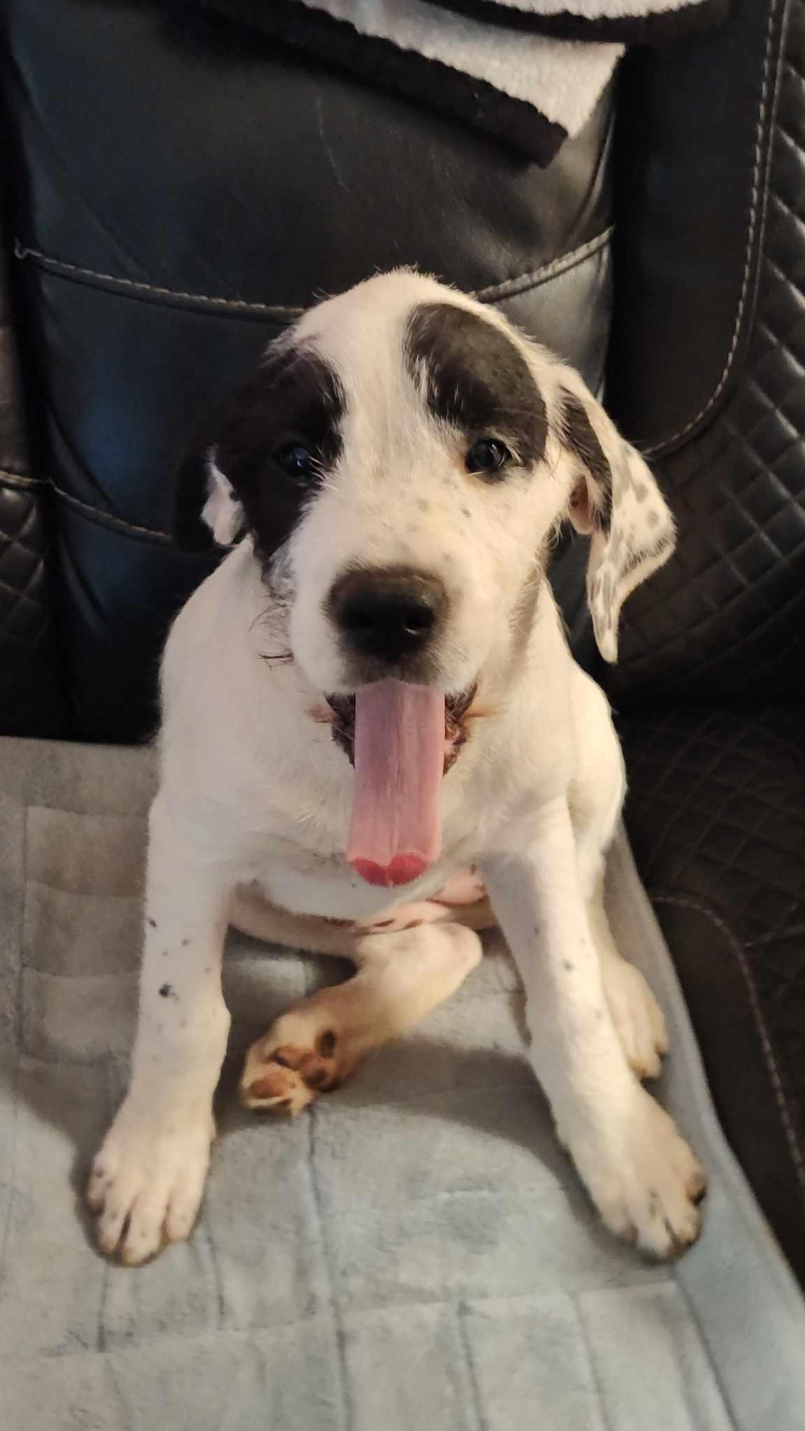 Panda, an adoptable Boxer, Labradoodle in Marion, NC, 28752 | Photo Image 2