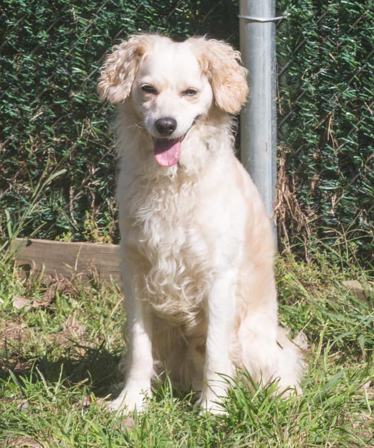 Jake, a Adoptable mixed breed in Elmwood Park, NJ image 1/3