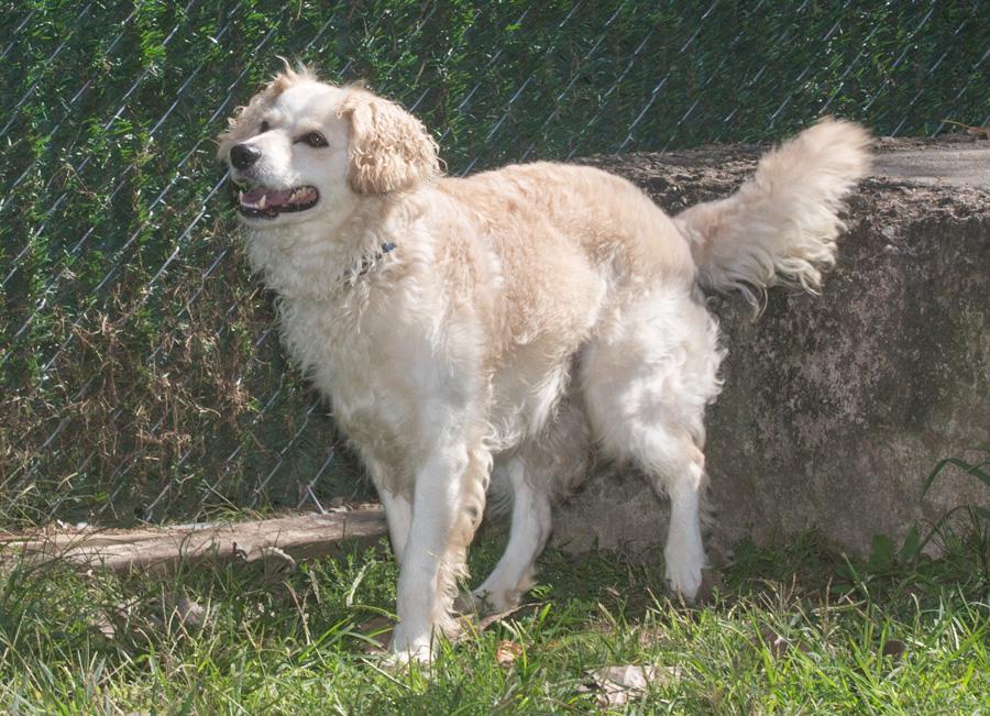 Jake, a Adoptable mixed breed in Elmwood Park, NJ image 2/3